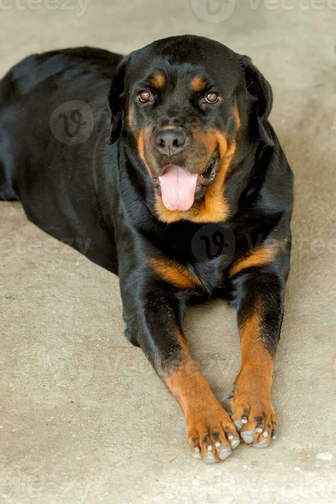 rottweiler em a chão. foto