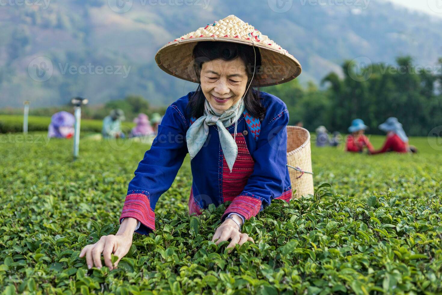 grupo do Senior ásia mulher dentro tradicional pano colheita fresco chá sair dentro a manhã dentro dela Colina lado chá agricultura e plantação o negócio foto