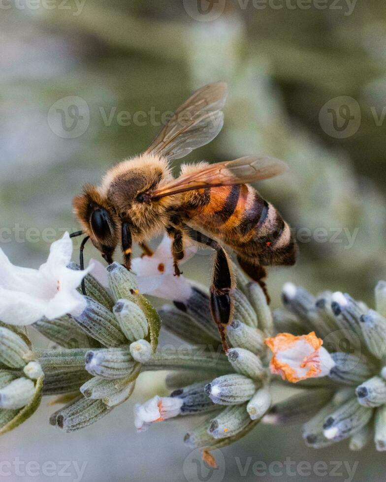 macro tiro do uma abelha em uma plantar foto