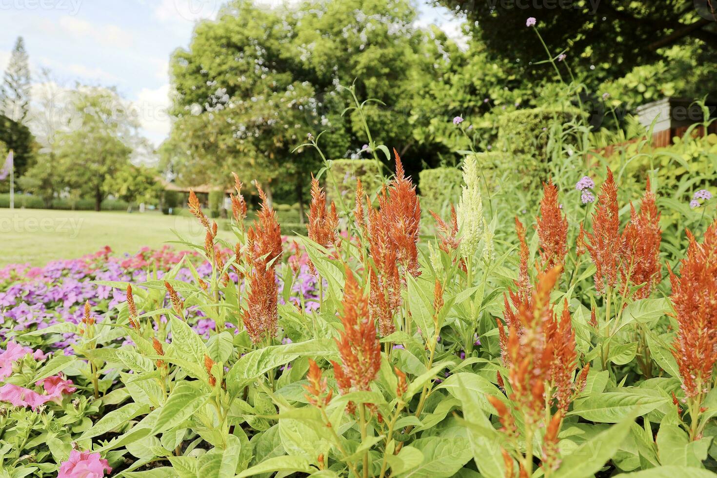 cênico Visão do uma lindo flor estilo panorama jardim com uma verde ceifada gramado e colorida flor cama com seletivo foco foto