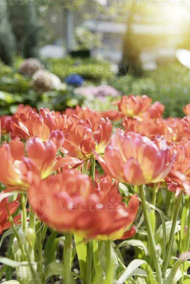 campo do colorida lindo ramalhete do tulipa flor dentro jardim para cartão postal decoração e agricultura conceito Projeto com seletivo foco foto