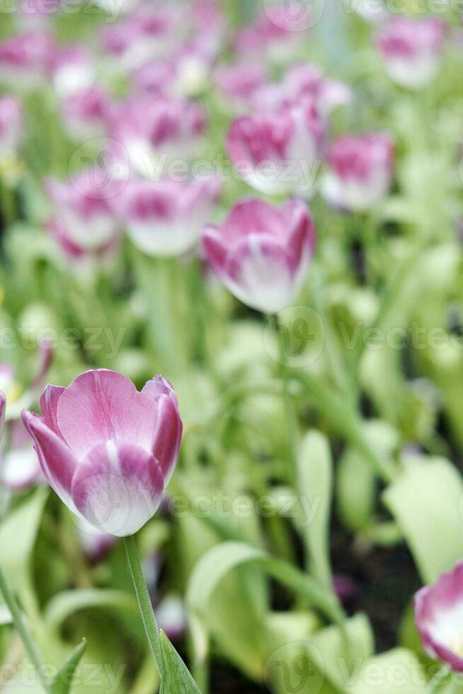 campo do colorida lindo ramalhete do tulipa flor dentro jardim para cartão postal decoração e agricultura conceito Projeto com seletivo foco foto