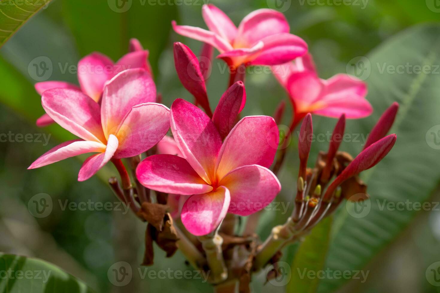 frangipani flor em a árvore. foto