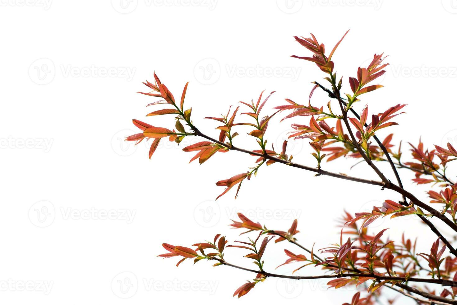 vermelho folha em ramo dentro a Primavera temporada. foto