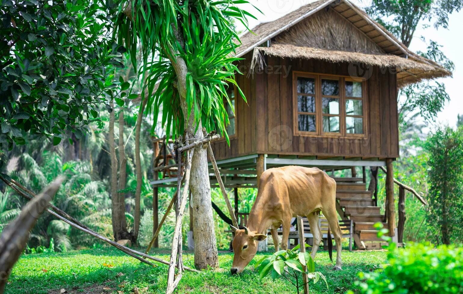 vaca pastar Relva por aí a casa foto