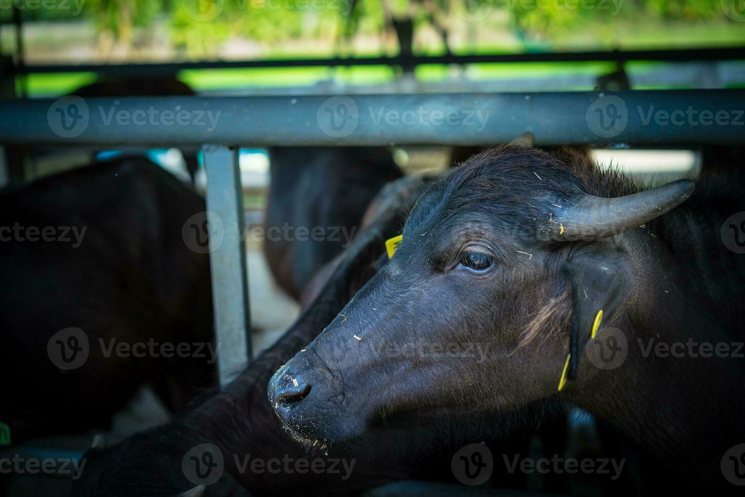 murrah búfalo dentro a Fazenda foto