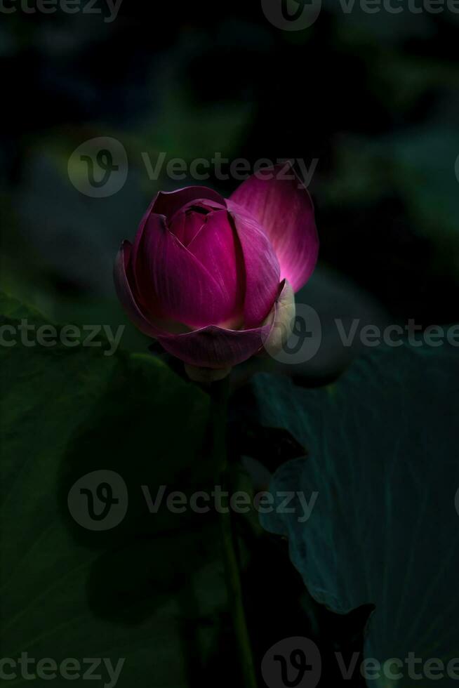 Rosa lótus flor florescendo dentro a natureza. foto