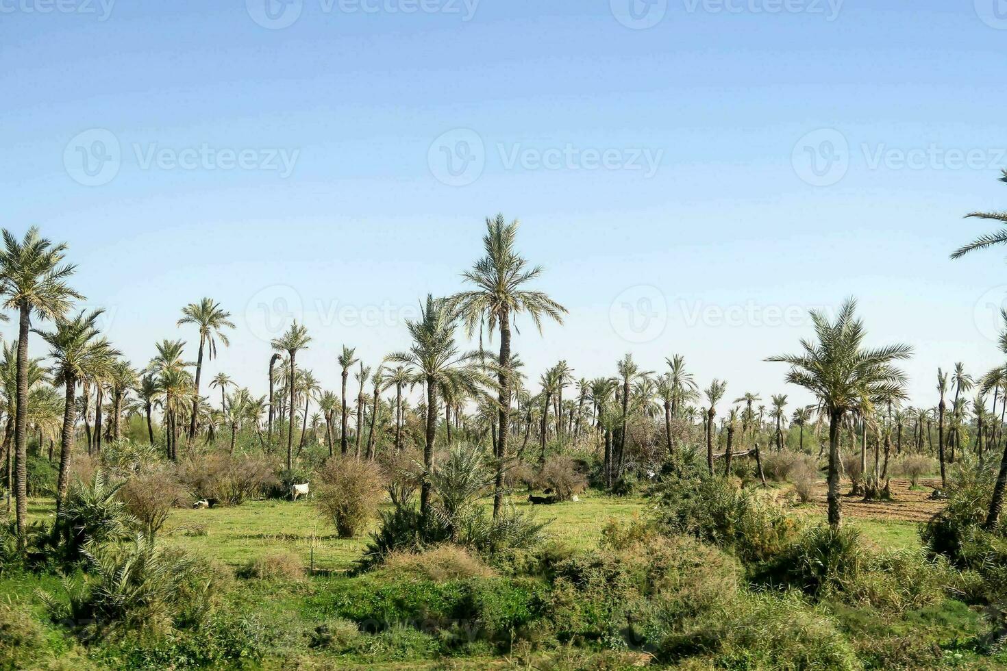 uma ampla campo do Palma árvores com Relva e árvores foto