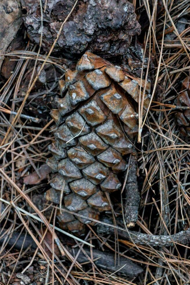 uma pinho cone em a terra dentro a madeiras foto