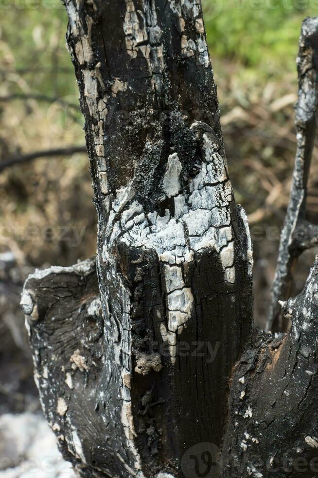 detalhes em a superfície do carvão. foto