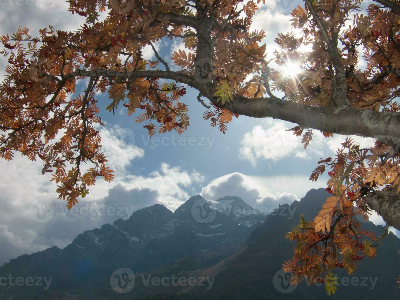 uma árvore com folhas foto