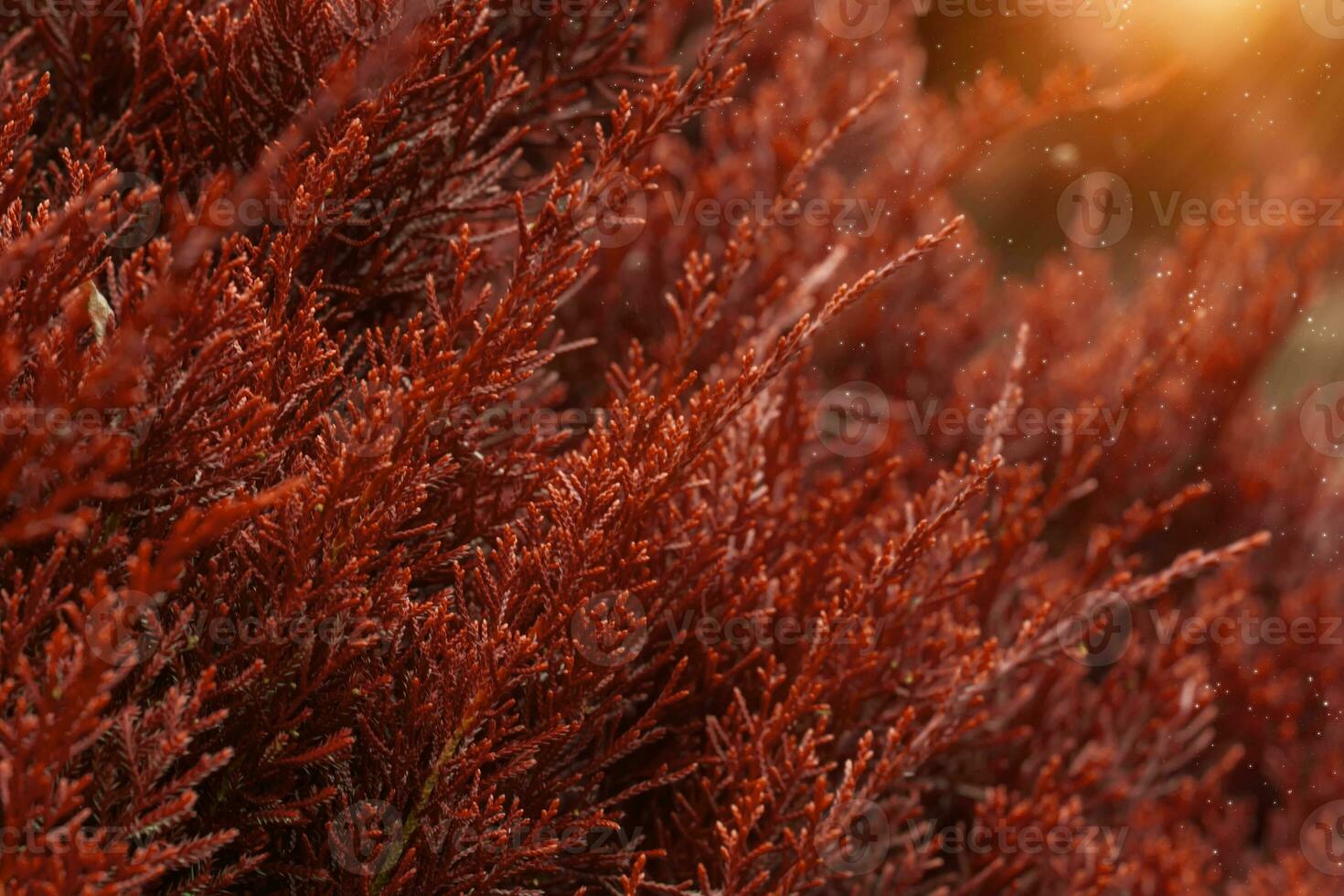 chinês arborvitae pinho. foto