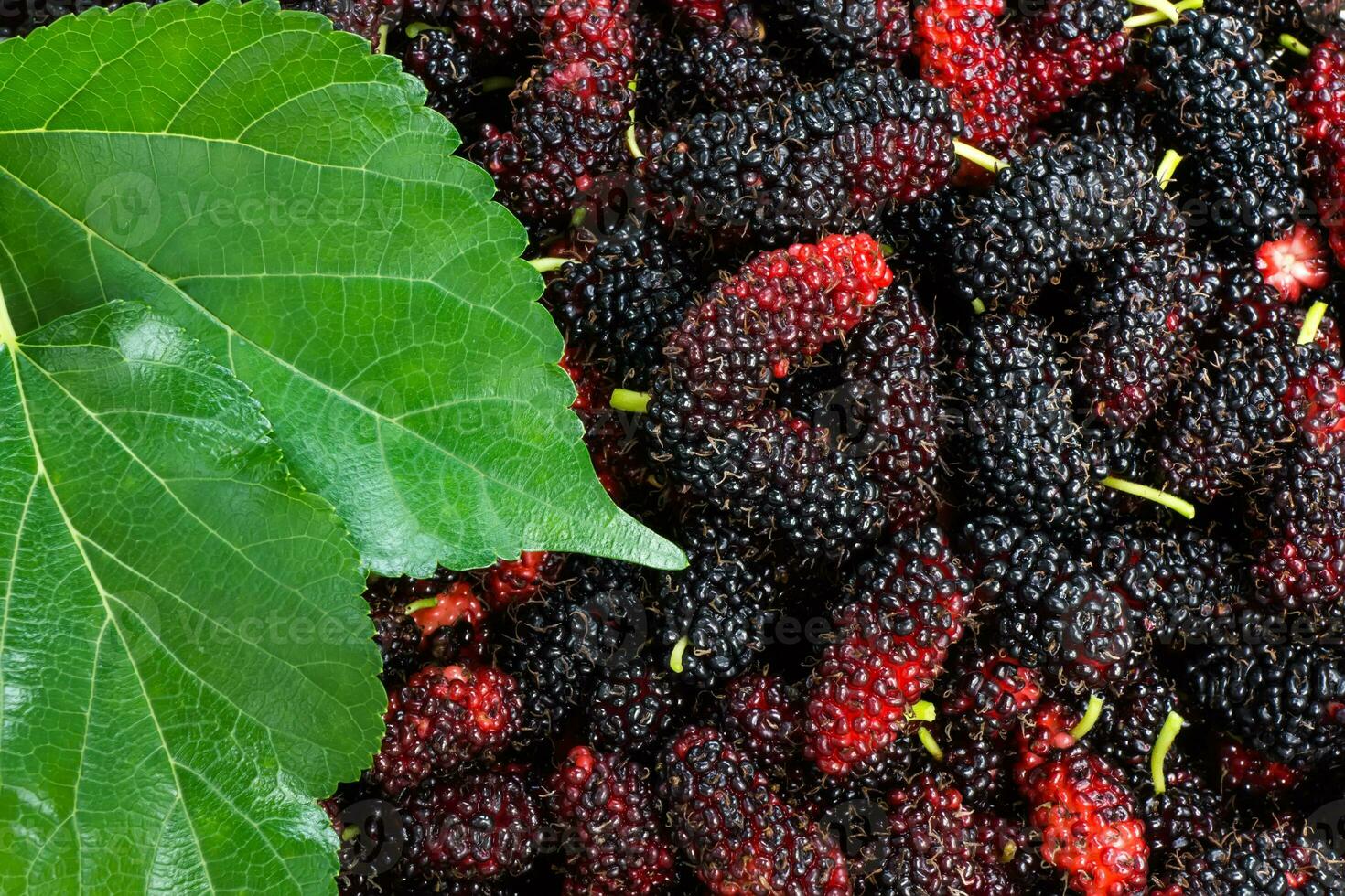 Preto e vermelho amoreira fundo. foto