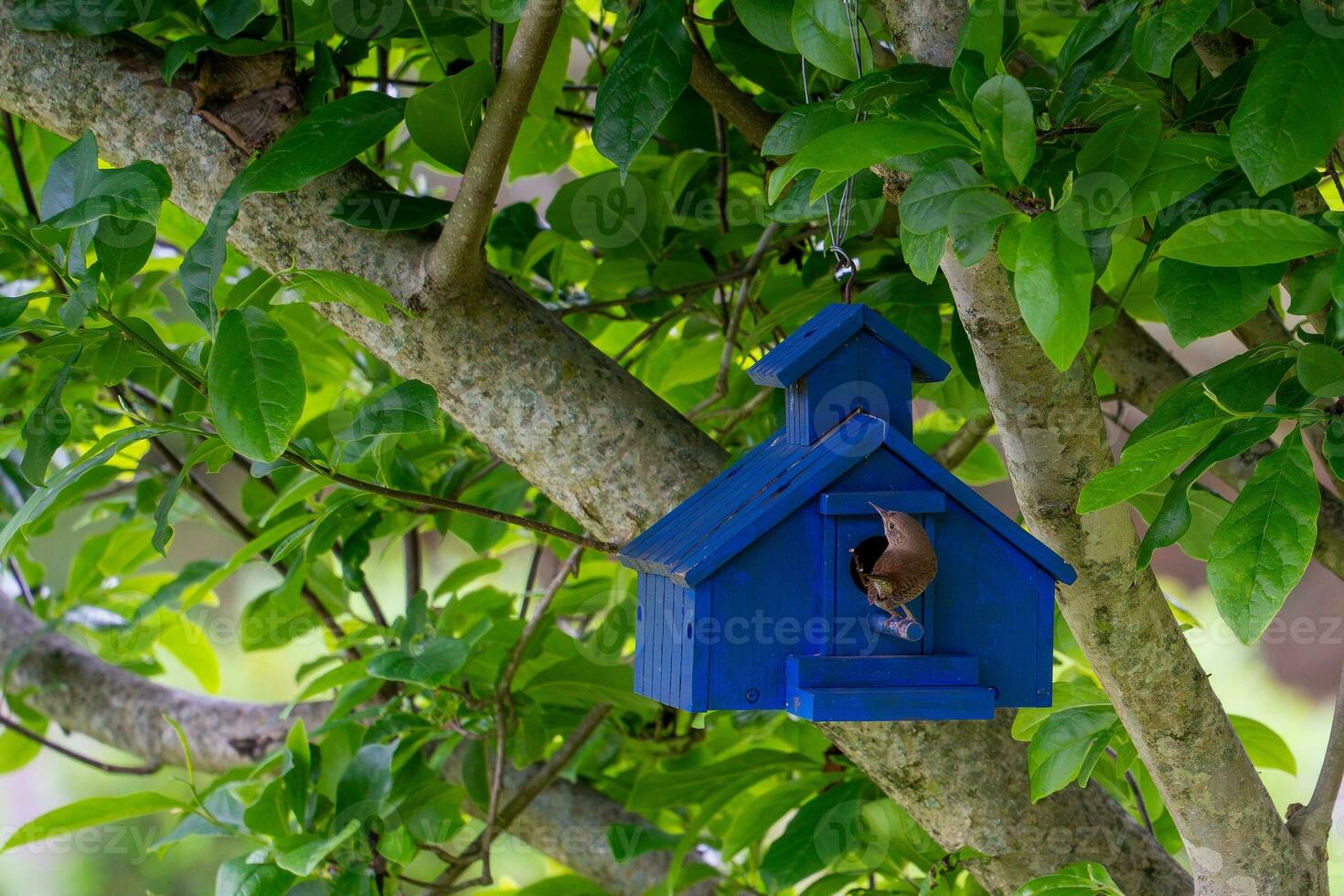 pássaro empoleirado em azul Casa de passarinho suspensão dentro magnólia Jane árvore foto