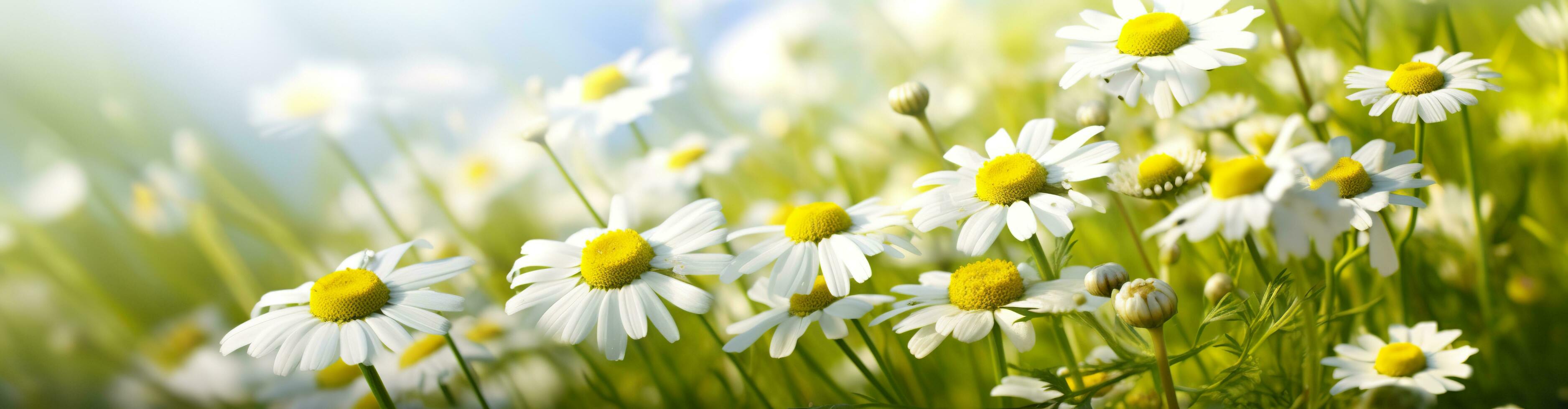 ai gerado camomila flor para uma bandeira. generativo ai foto