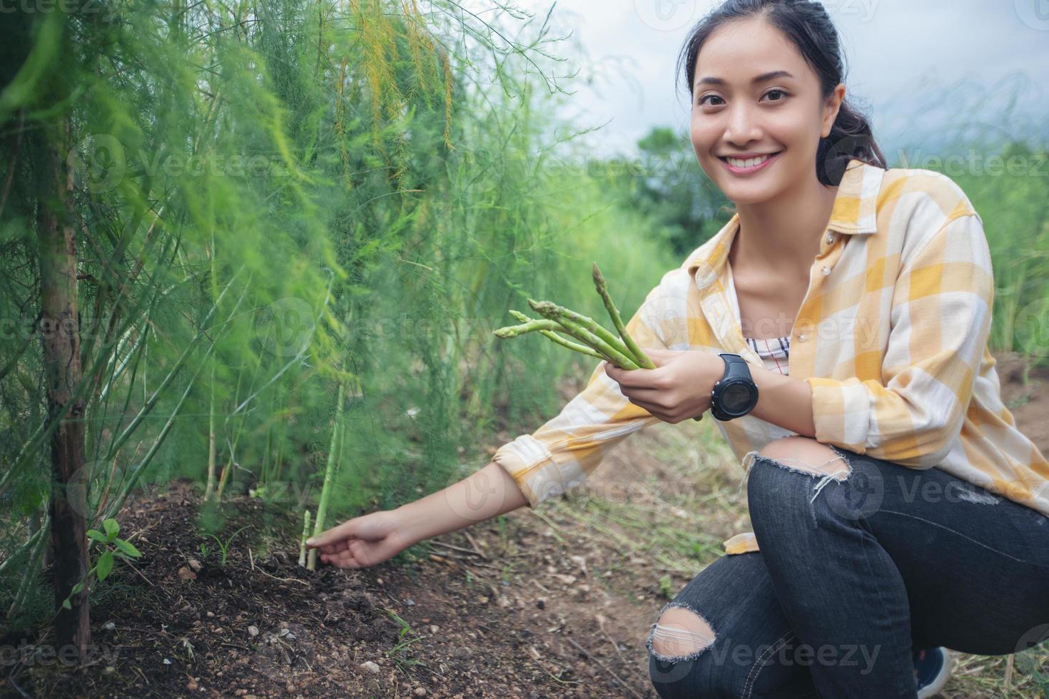 o fazendeiro e os jardineiros estão colhendo espargos vegetais. foto