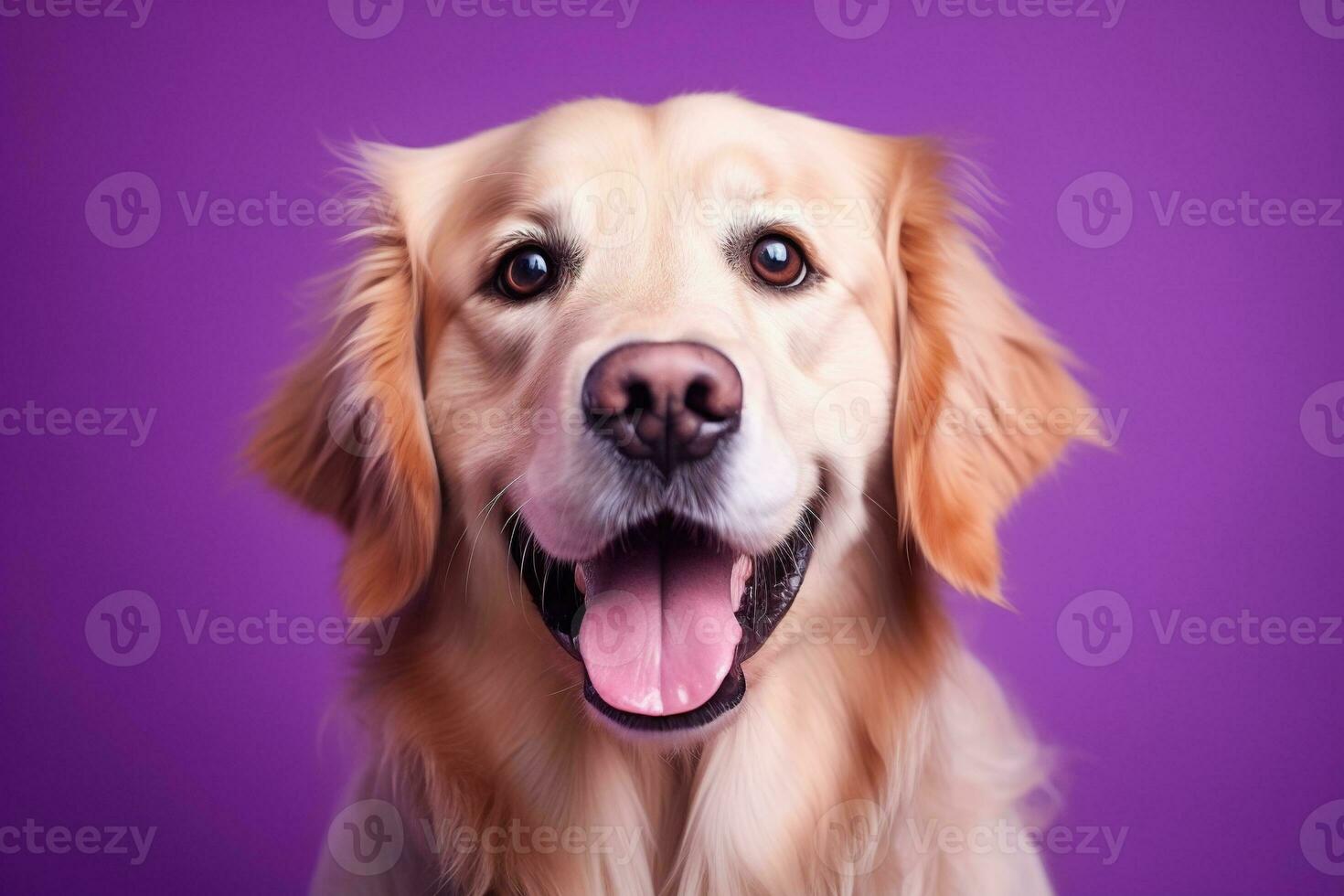 ai gerado uma fechar-se retrato do uma dourado retriever cachorro em uma roxa fundo foto