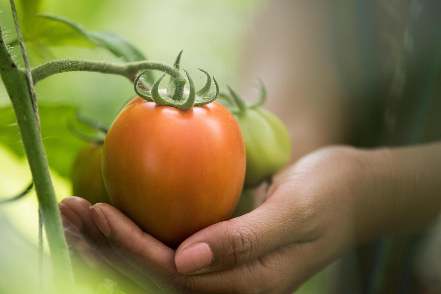 mão feminina segurando tomate em fazenda orgânica foto