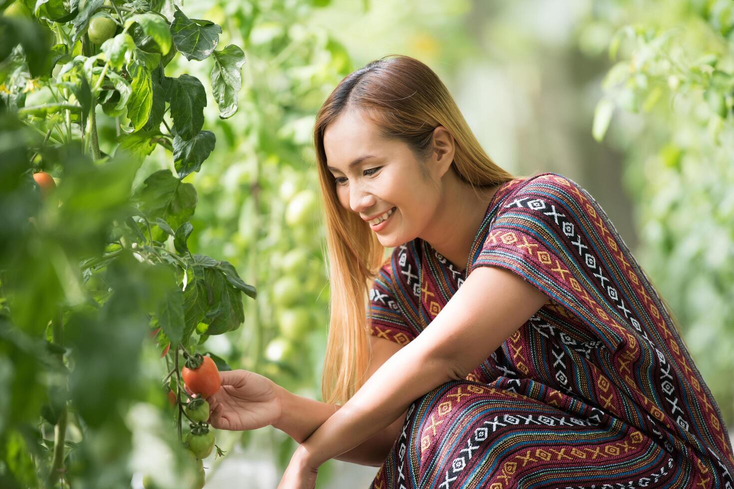 agricultora verificando tomate na fazenda de tomate foto