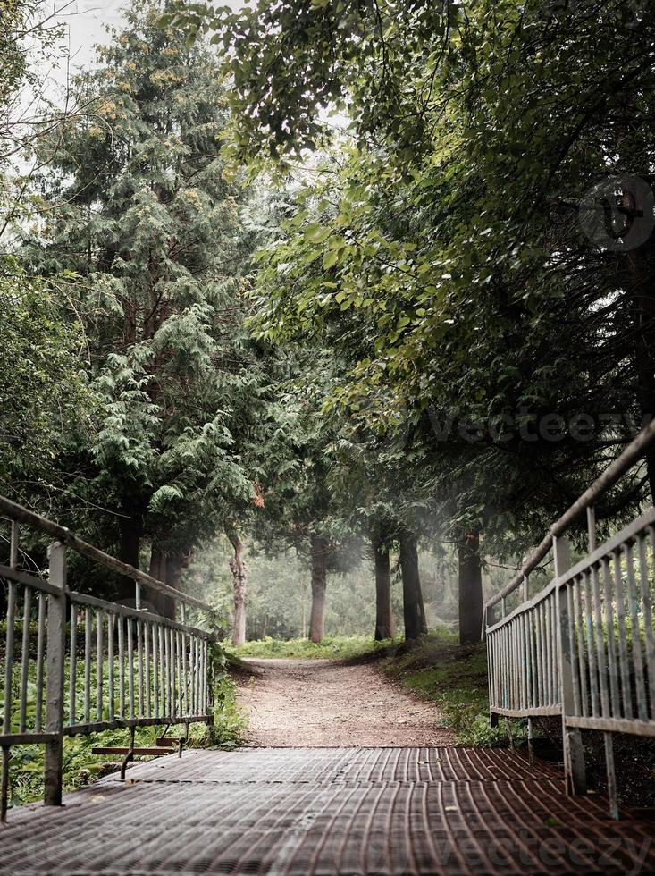 caminho na floresta de pinheiros enevoada foto