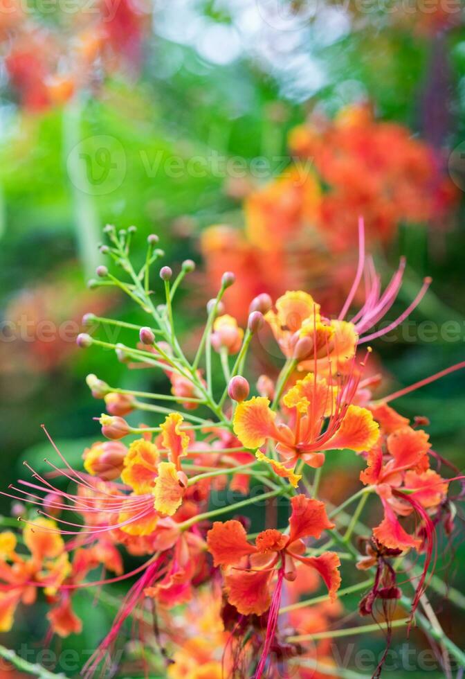 mexicano pássaro do paraíso flor, pavão crista, caesalpinia pulcherrima, vermelha laranja flor foto