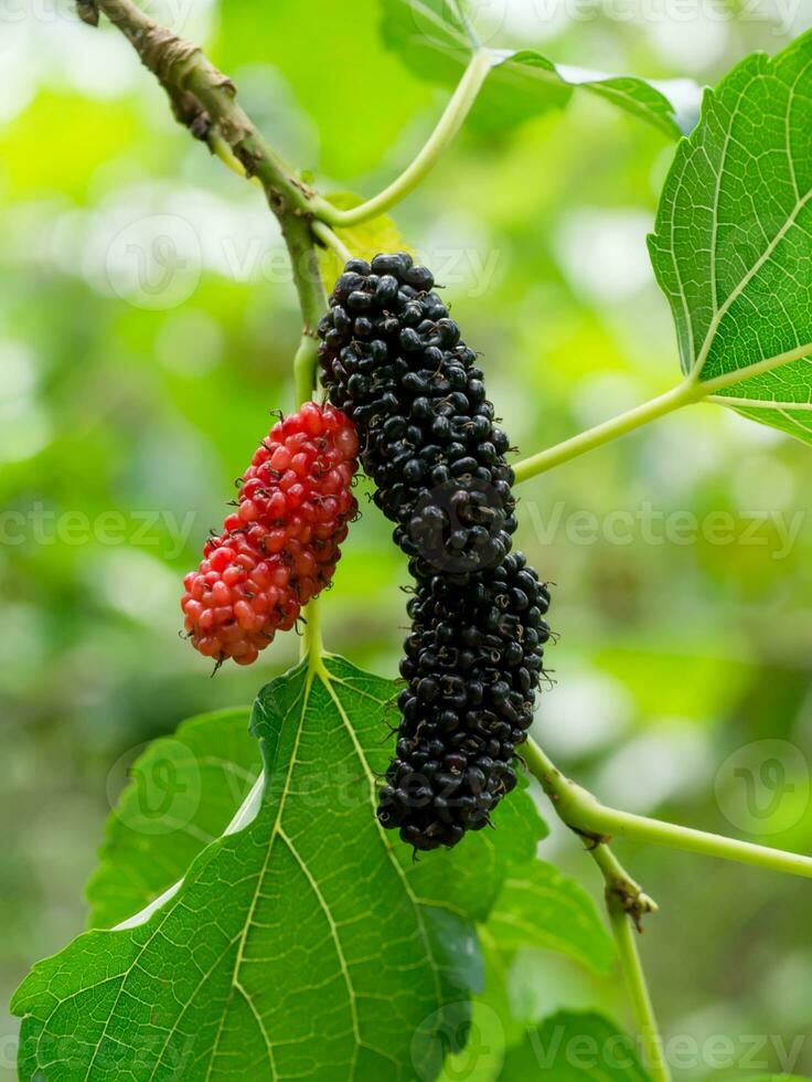 Preto e vermelho amoreira em ramo. foto