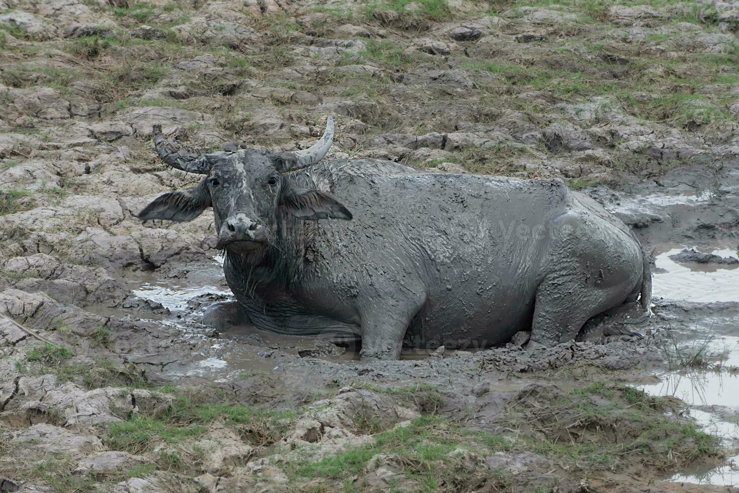 água búfalo dentro a área do animais selvagens. foto