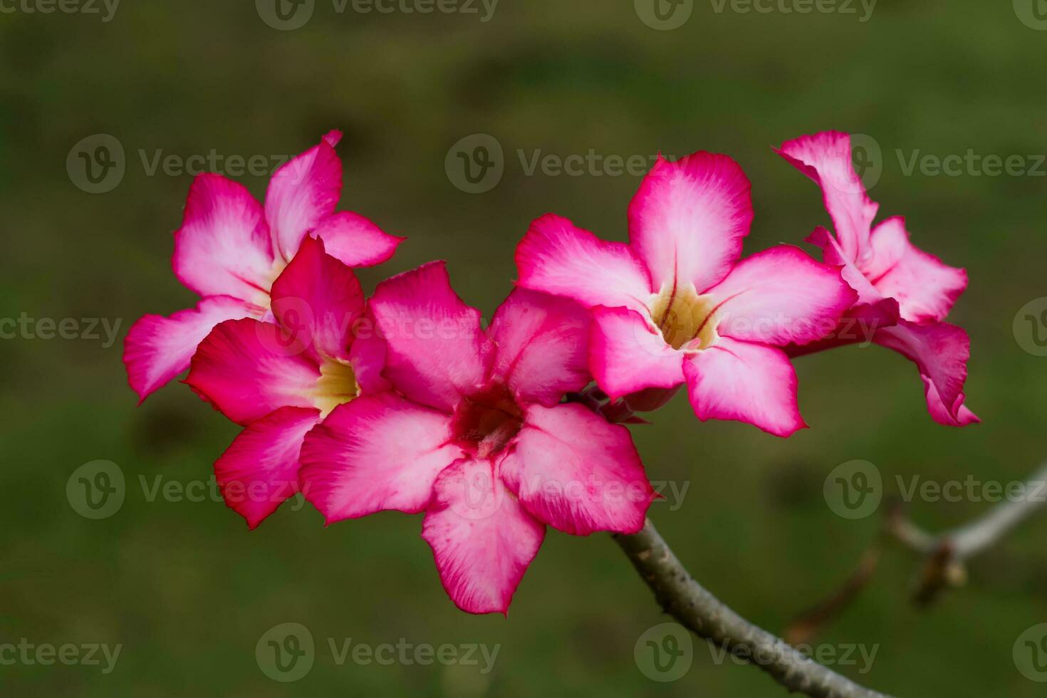 adenium obesum flor. foto