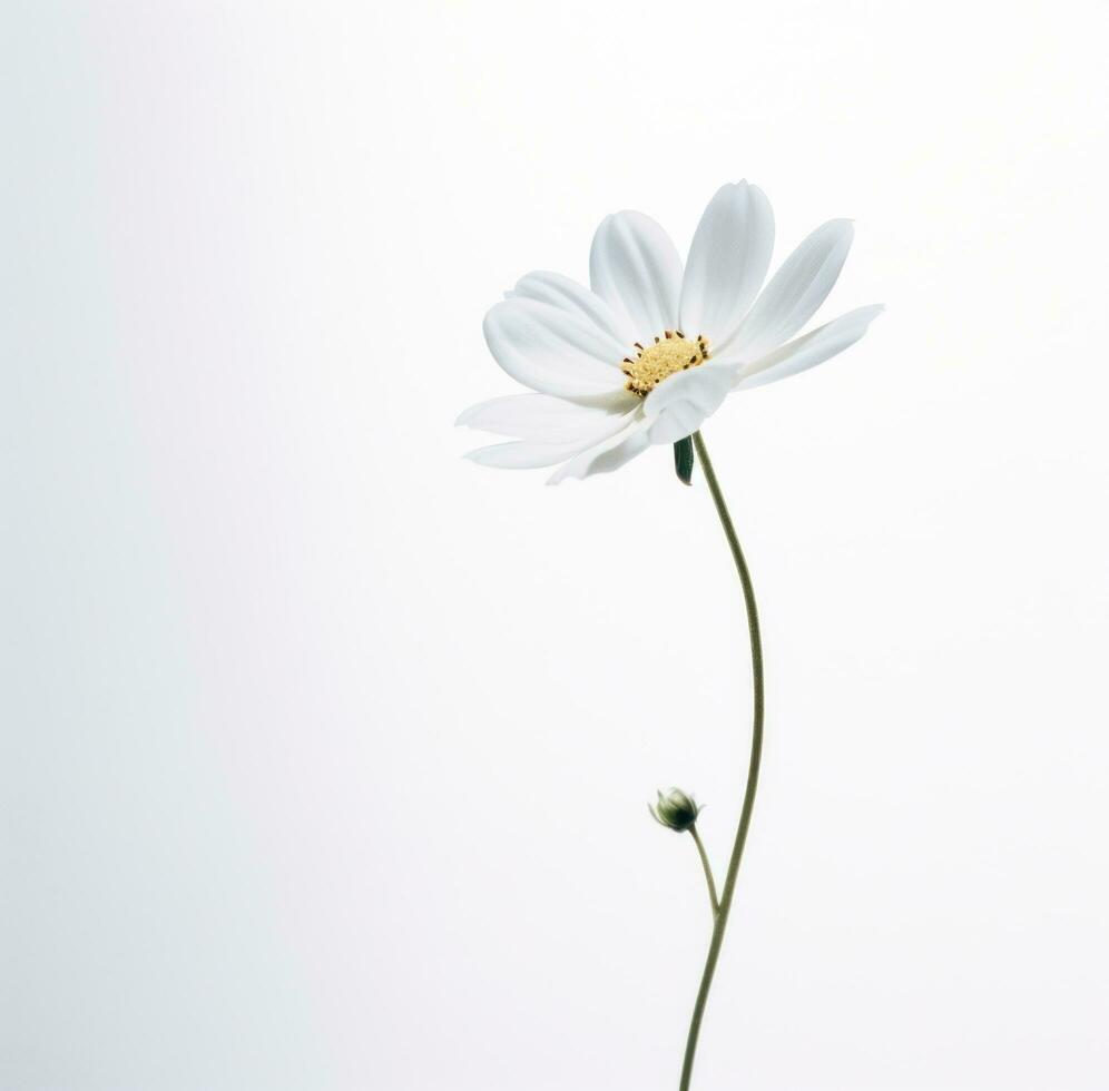 ai gerado uma simples branco flor é isolado foto