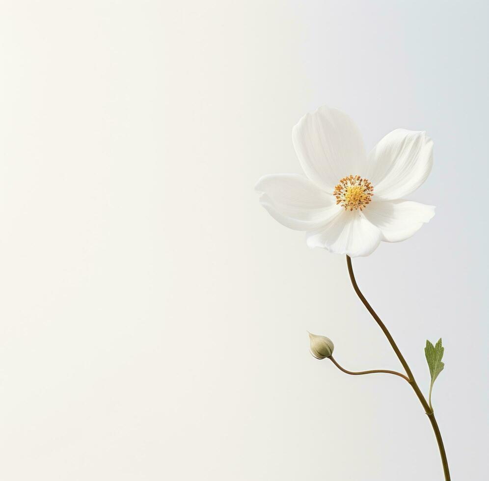 ai gerado uma simples branco flor é isolado foto