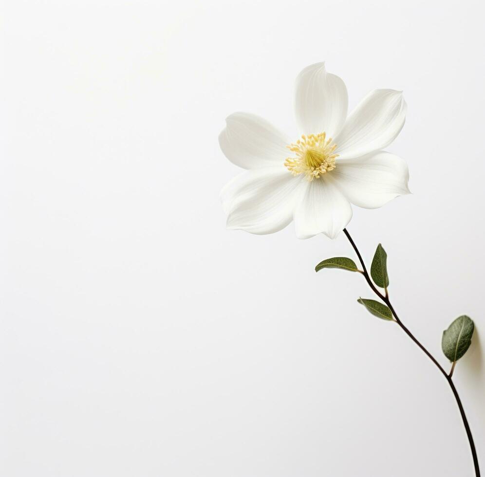 ai gerado uma simples branco flor é isolado foto