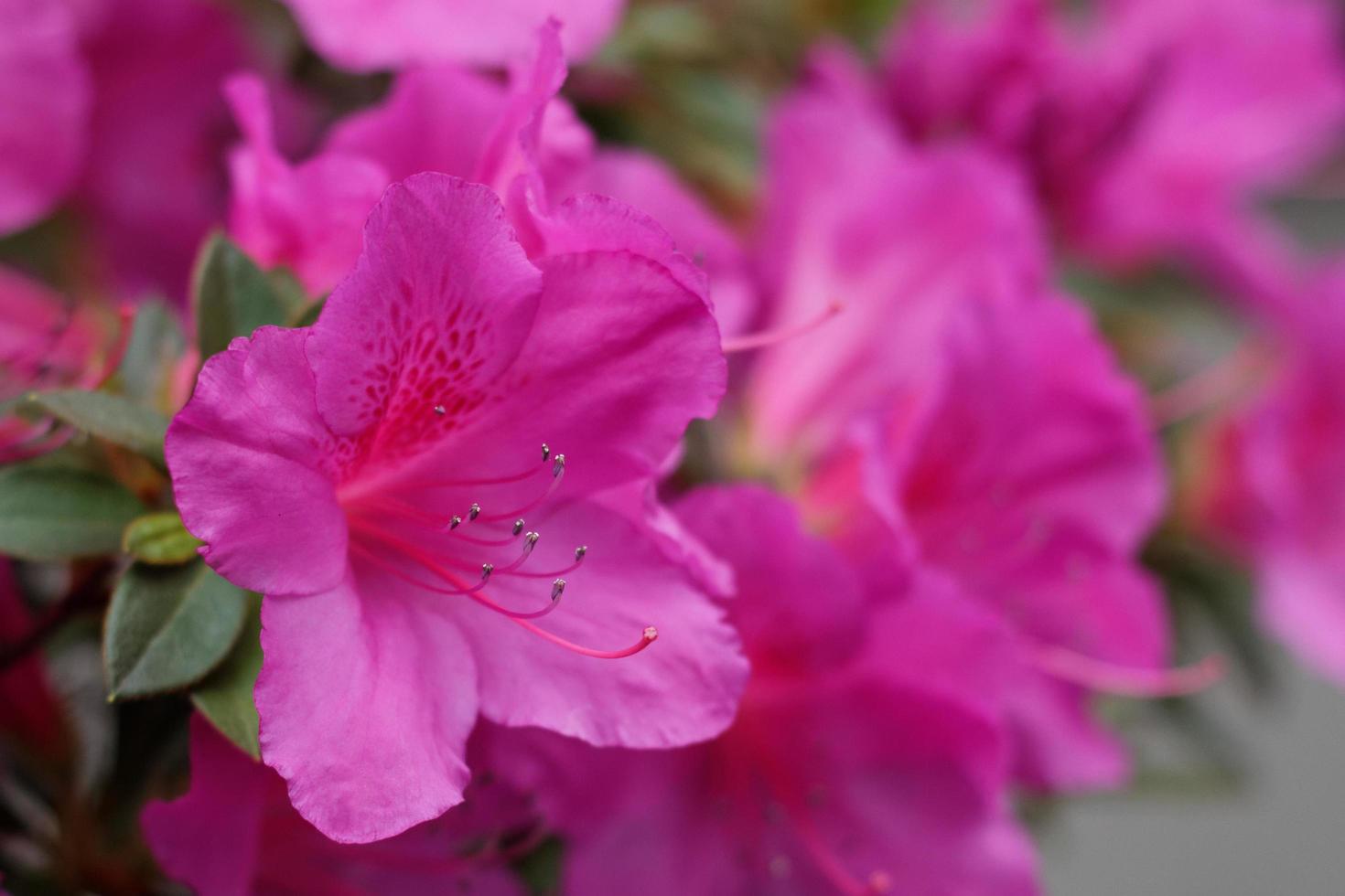 flores e folhas de azaléia foto