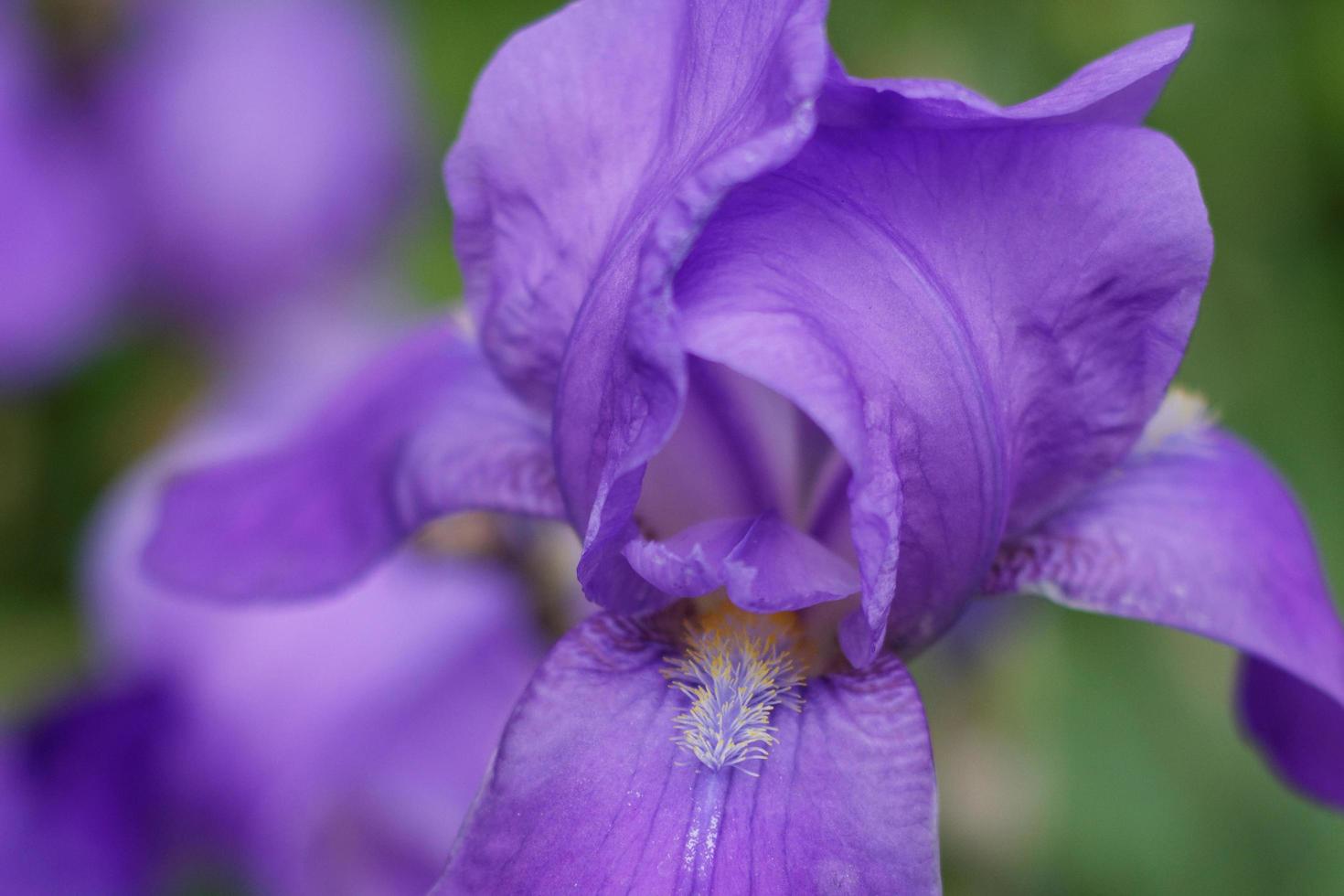 íris barbudo roxo foto