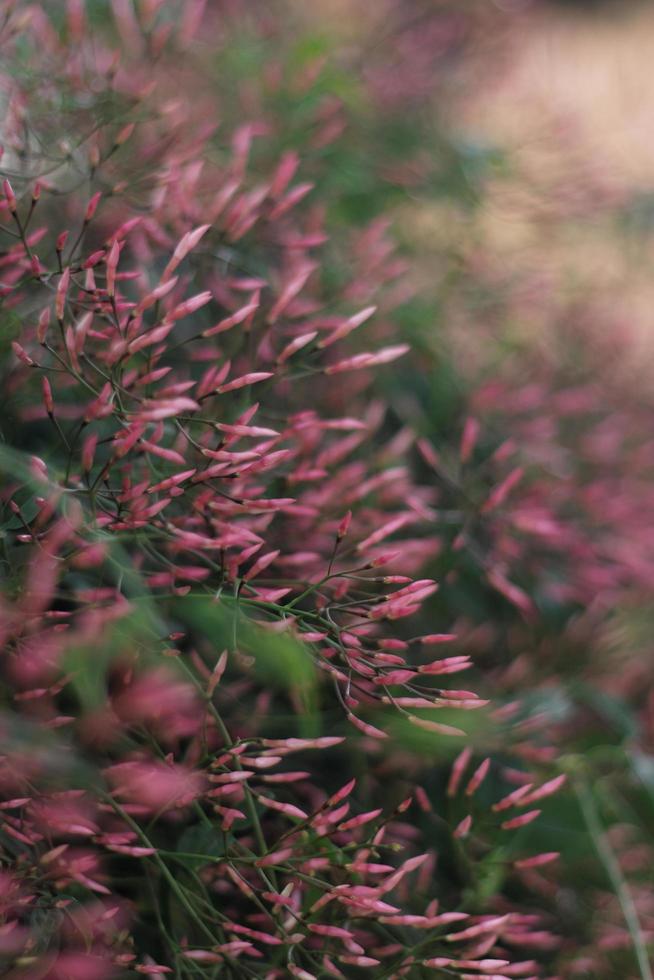 botões de flores de jasmim foto