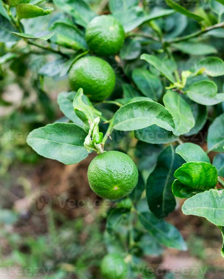 verde limão limas foto