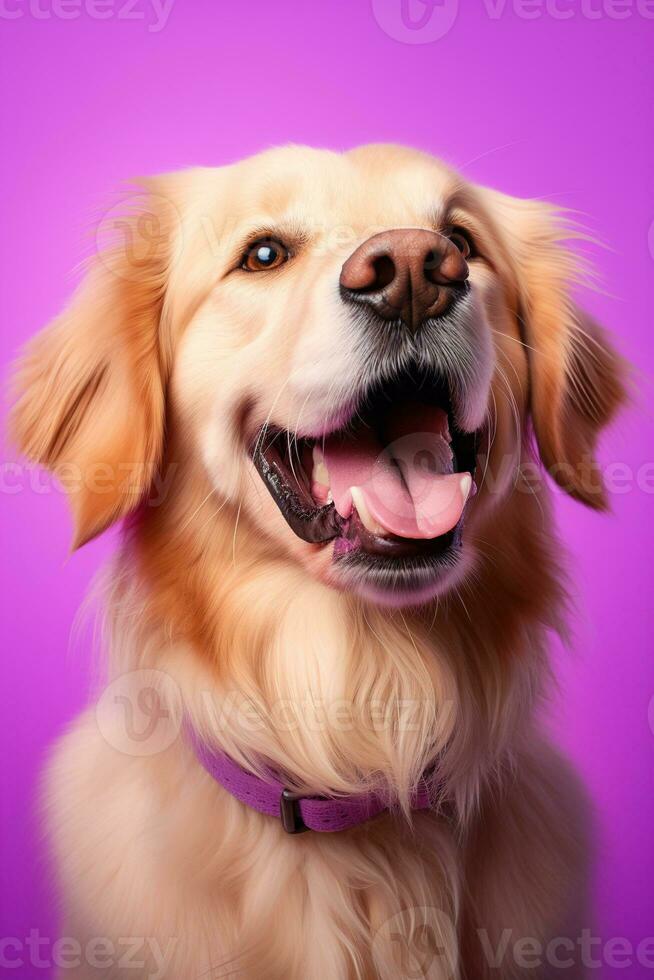 ai gerado uma fechar-se retrato do uma dourado retriever cachorro em uma roxa fundo foto