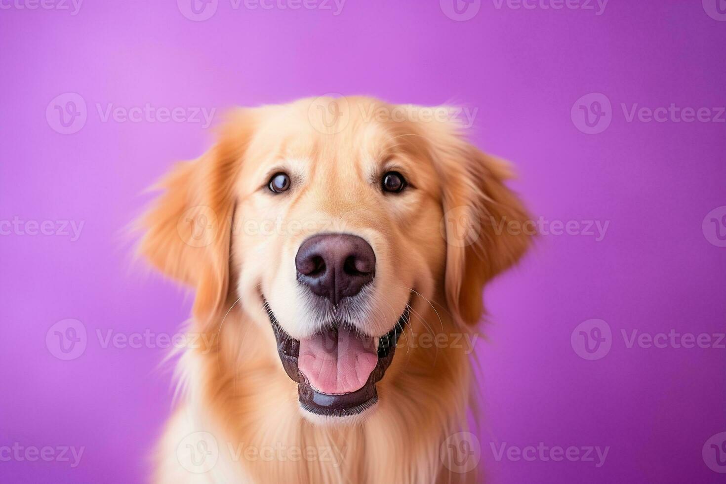 ai gerado uma fechar-se retrato do uma dourado retriever cachorro em uma roxa fundo foto