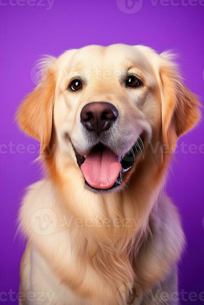 ai gerado uma fechar-se retrato do uma dourado retriever cachorro em uma roxa fundo foto