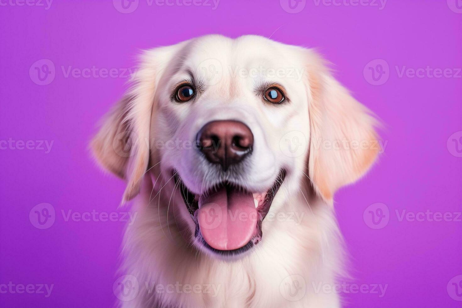 ai gerado uma fechar-se retrato do uma dourado retriever cachorro em uma roxa fundo foto