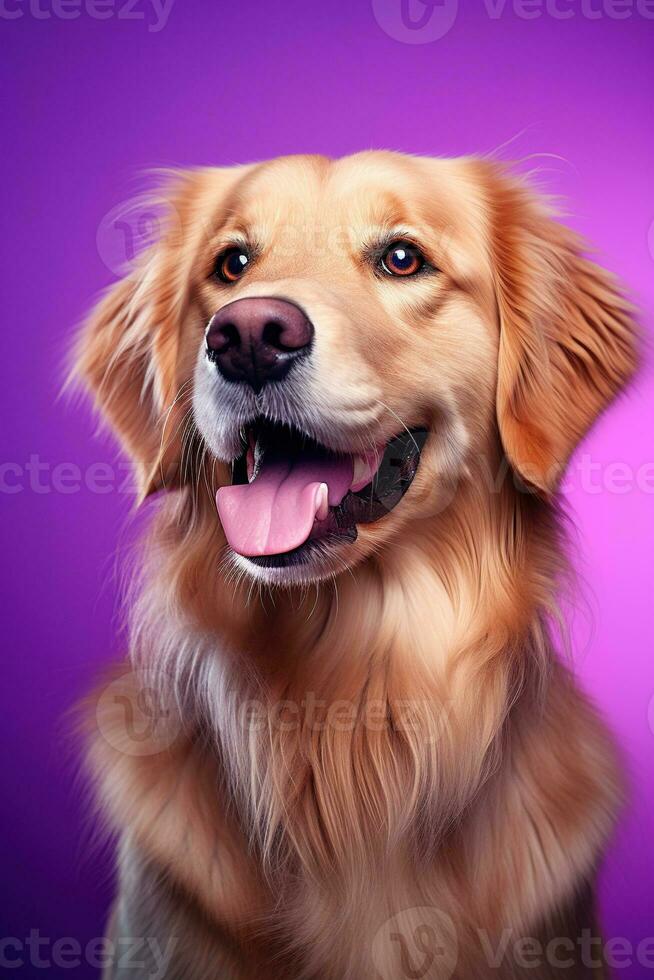 ai gerado uma fechar-se retrato do uma dourado retriever cachorro em uma roxa fundo foto