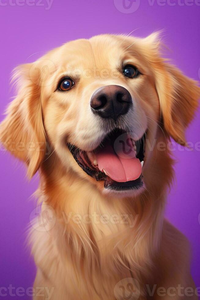 ai gerado uma fechar-se retrato do uma dourado retriever cachorro em uma roxa fundo foto