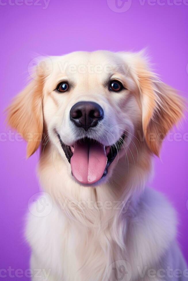 ai gerado uma fechar-se retrato do uma dourado retriever cachorro em uma roxa fundo foto