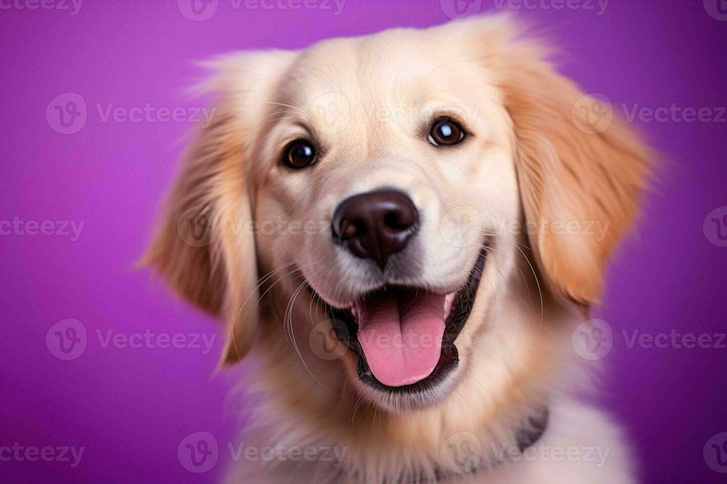 ai gerado uma fechar-se retrato do uma dourado retriever cachorro em uma roxa fundo foto