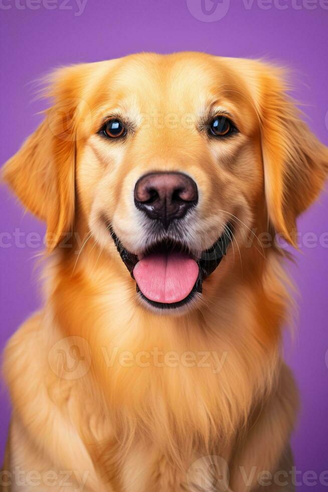 ai gerado uma fechar-se retrato do uma dourado retriever cachorro em uma roxa fundo foto