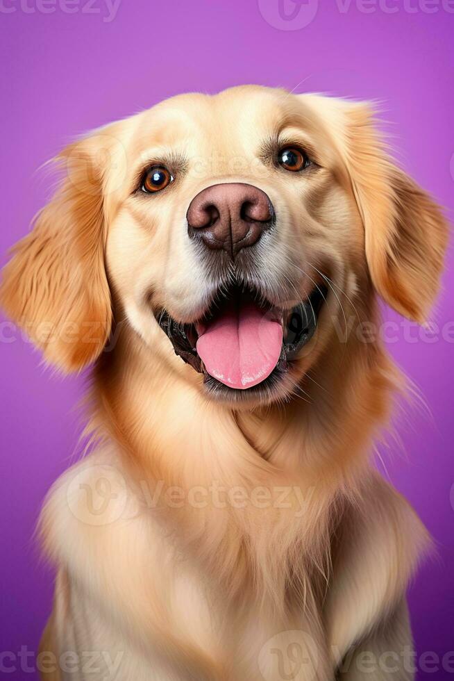 ai gerado uma fechar-se retrato do uma dourado retriever cachorro em uma roxa fundo foto