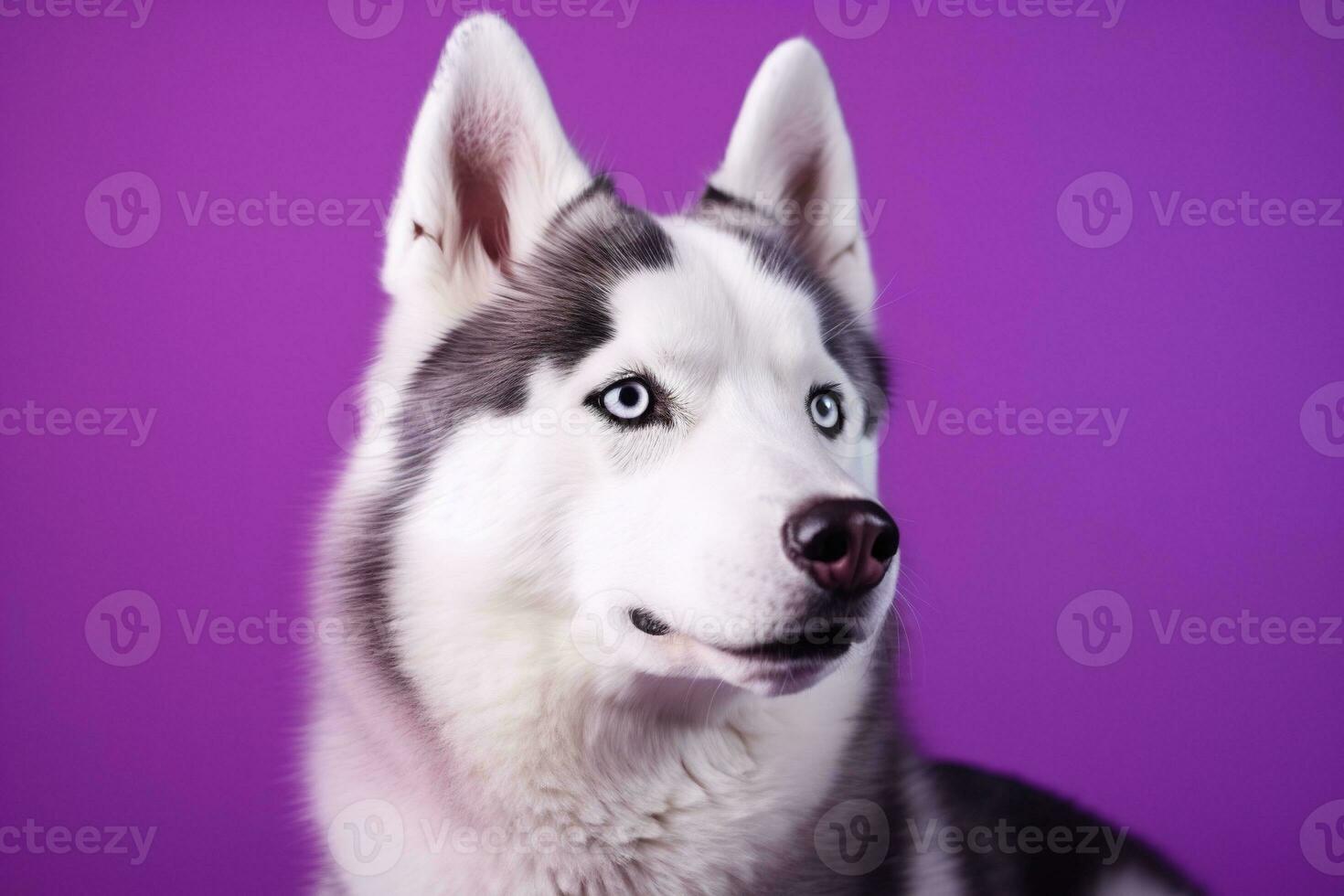 ai gerado uma fechar-se retrato do uma rouco cachorro com azul olhos e uma roxa fundo foto