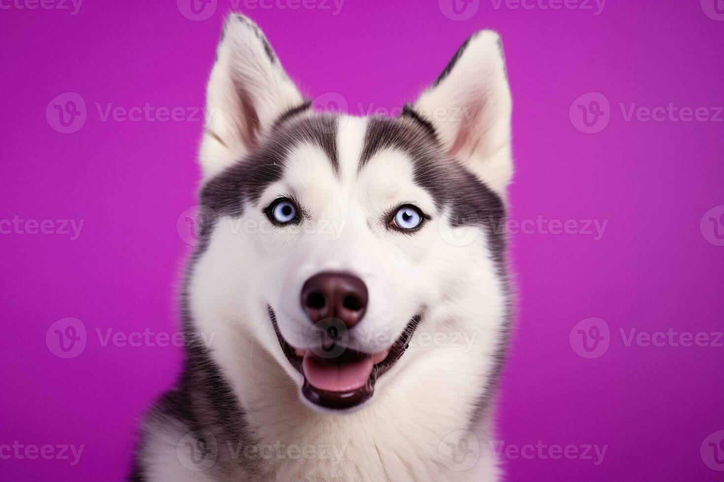 ai gerado uma fechar-se retrato do uma rouco cachorro com azul olhos e uma roxa fundo foto