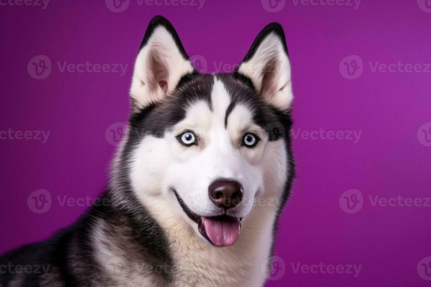 ai gerado uma fechar-se retrato do uma rouco cachorro com azul olhos e uma roxa fundo foto