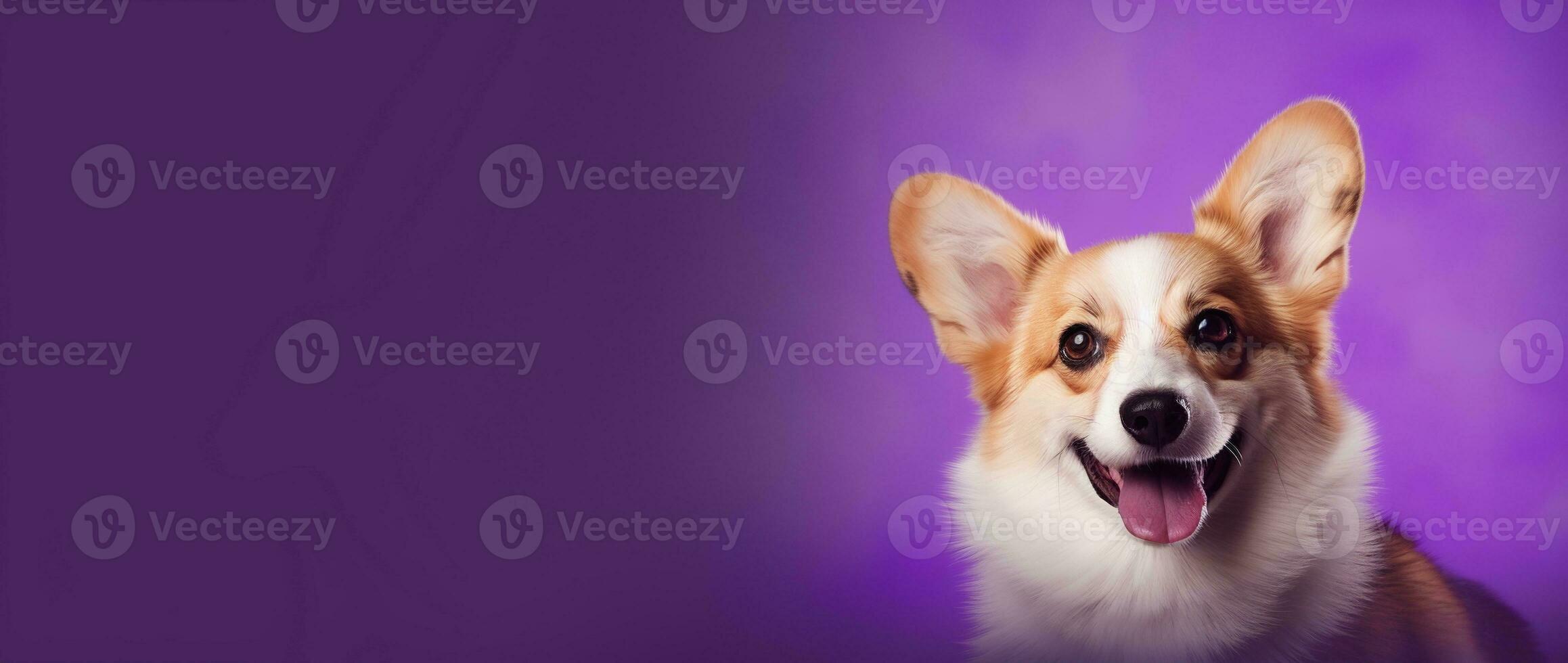 ai gerado fofa galês corgi cachorro em uma roxa fundo foto