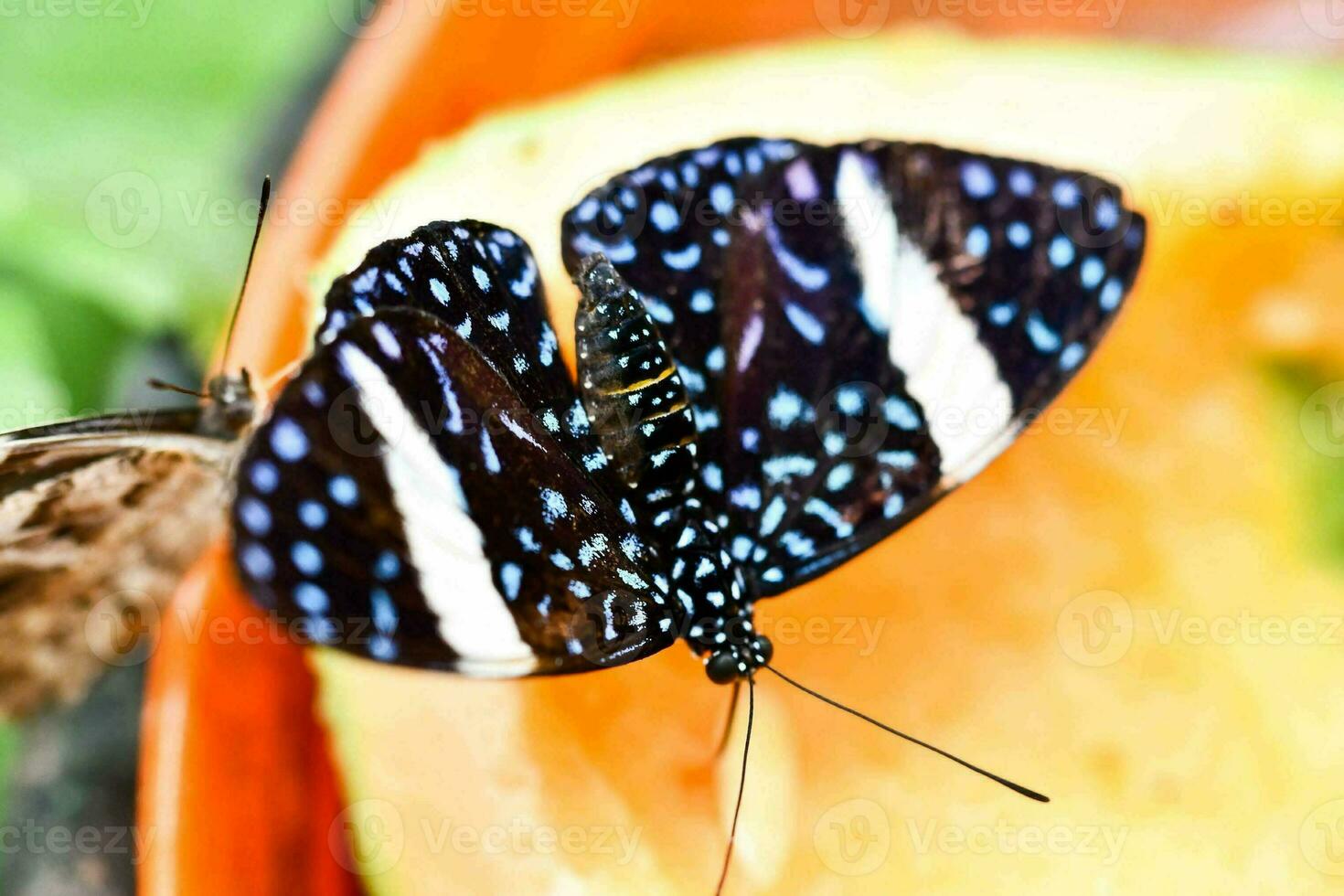 uma borboleta é comendo uma Melão em uma prato foto